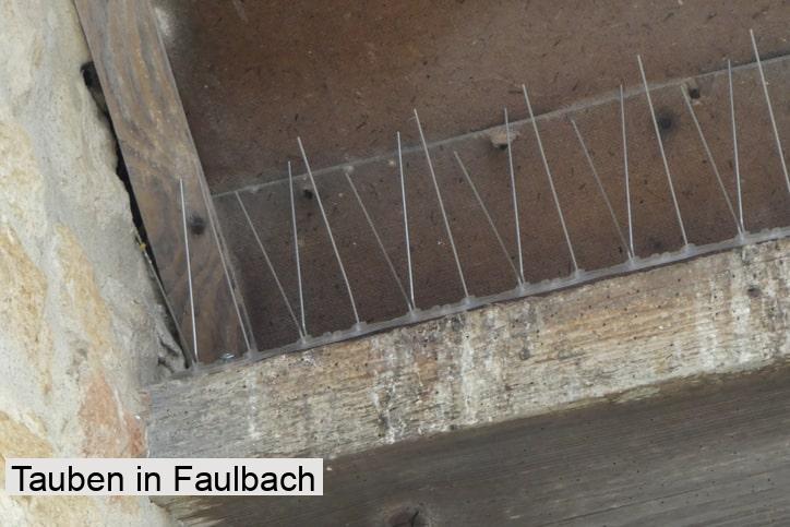 Tauben in Faulbach